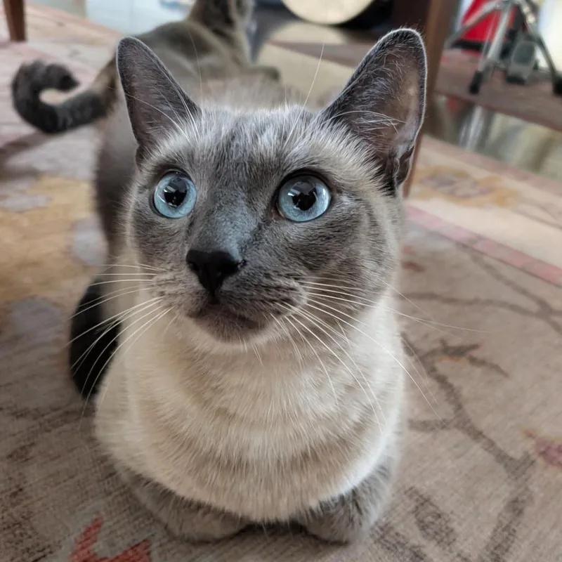 An adult small-sized male Lilac Point Siamese cat named Apollo for adoption in Los Angeles, CA