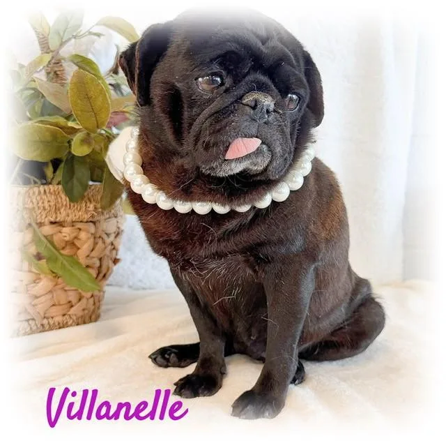 Villanelle thumbnail 2