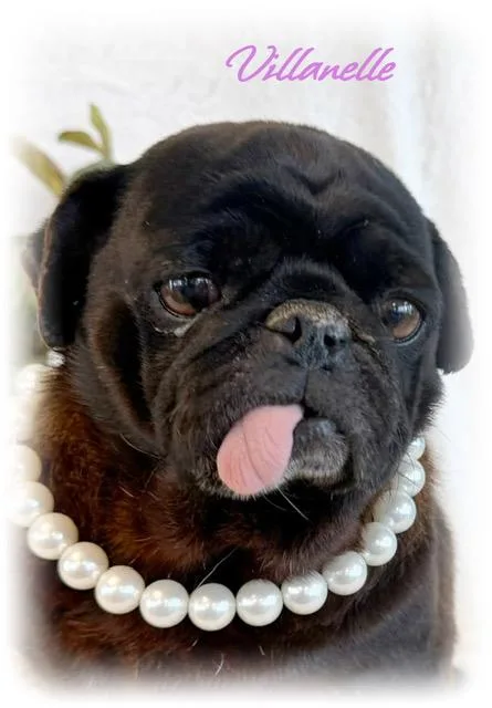 Villanelle thumbnail 3