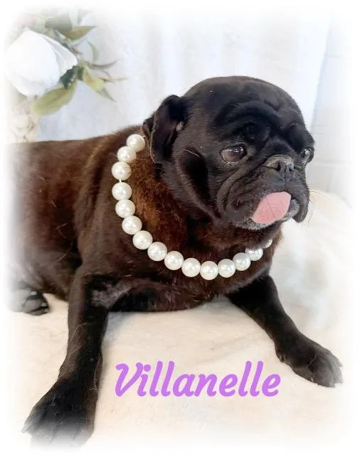 Villanelle thumbnail 4