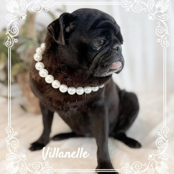 An adult small-sized female Brindle Pug dog named Villanelle for adoption in Tulsa, OK