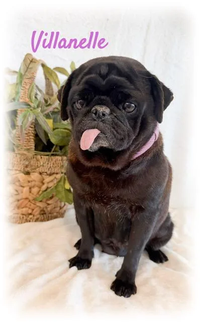 Villanelle thumbnail 5