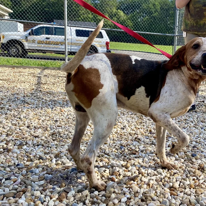 An adult medium-sized male Tricolor (Brown, Black, & White) American Foxhound dog named Jax for adoption in King George, VA