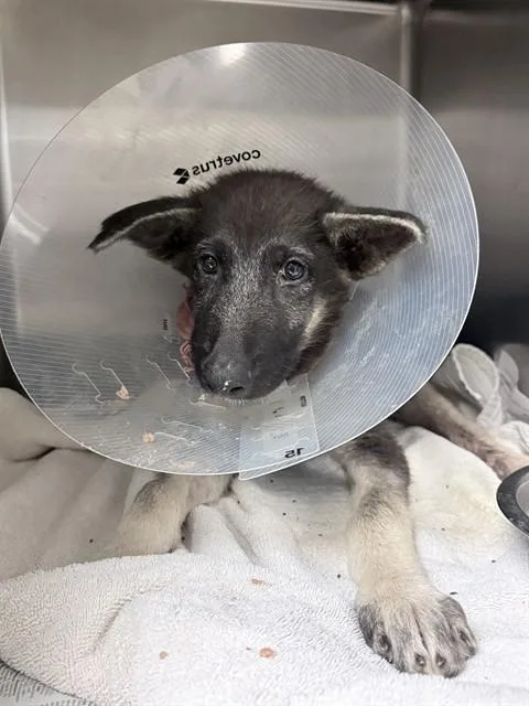 A baby small-sized male German Shepherd Dog dog named Max for adoption in Riverside, CA