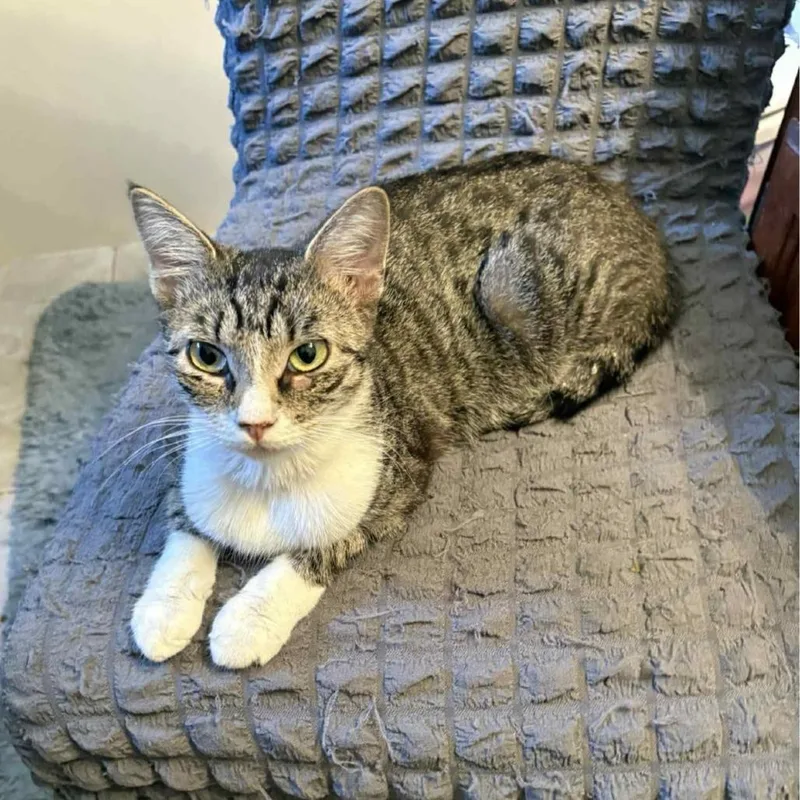 An adult medium-sized female Domestic Short Hair cat named Nori for adoption in Tulsa, OK