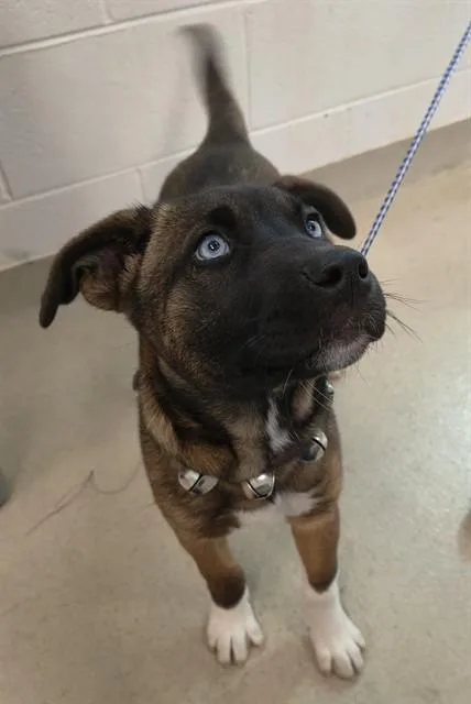A baby small-sized female German Shepherd Dog dog named Neela for adoption in Haw River, NC