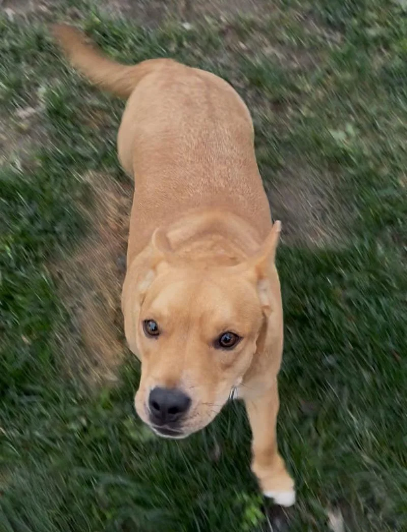A young medium-sized male American Bully dog named Ricky for adoption in Coarsegold, CA