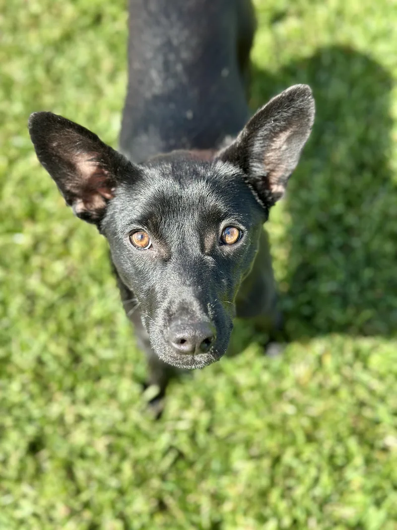An adult medium-sized female German Shepherd Dog dog named Feather for adoption in San Francisco, CA