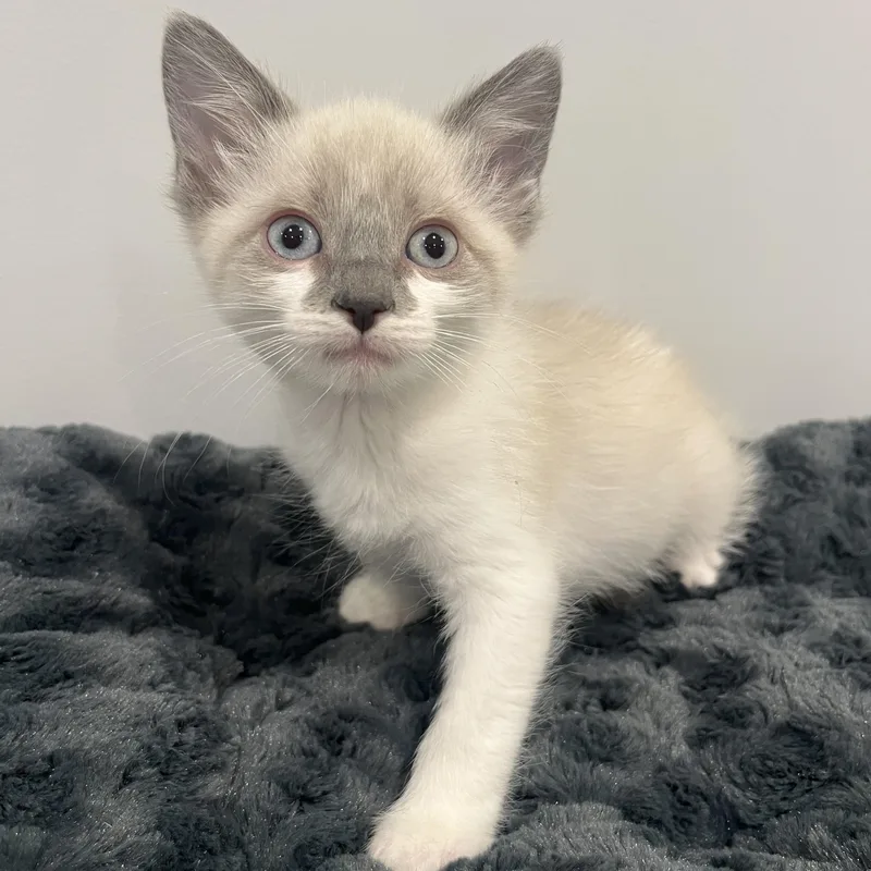 A baby medium-sized male Lilac Point Siamese cat named River for adoption in Chicago, IL