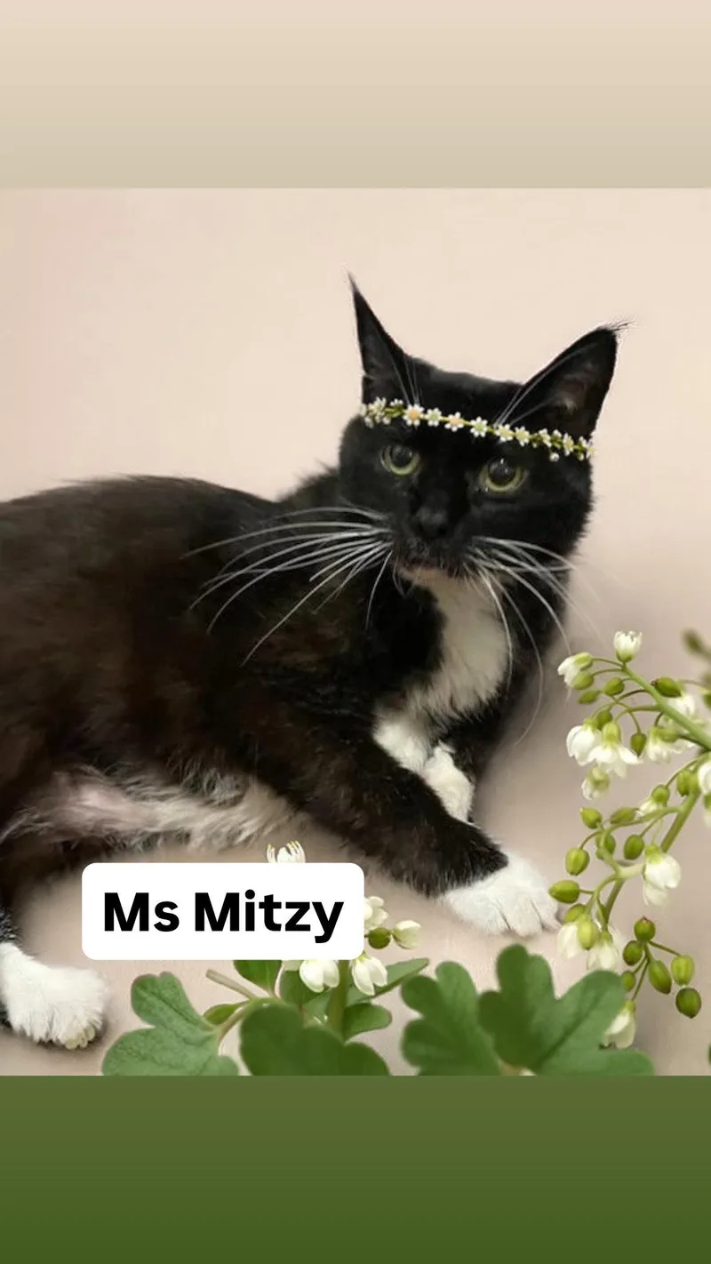 Ms Mitzy At Martinez