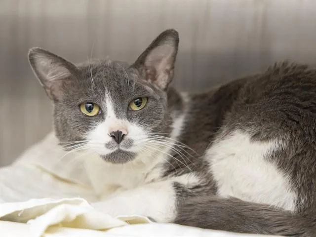 A young small-sized male Domestic Short Hair cat named Henry for adoption in Phoenix, AZ