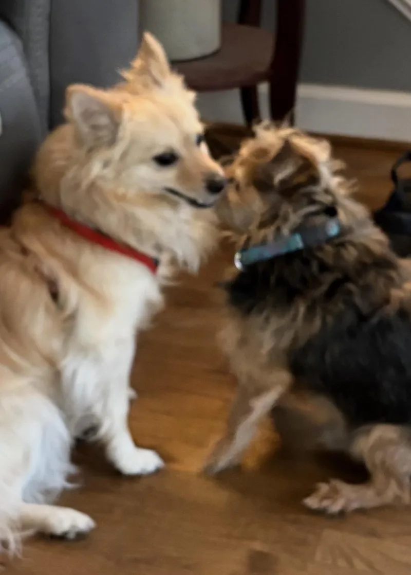 Biscuit thumbnail 2