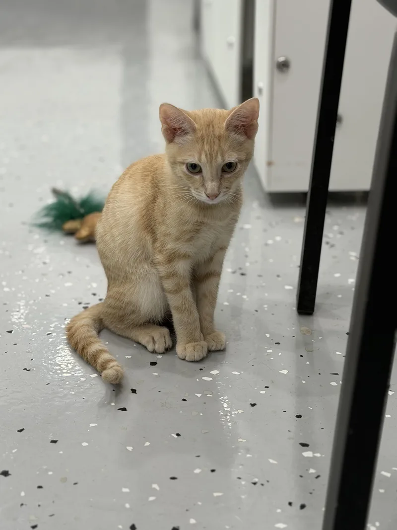 A young medium-sized male Orange & White Domestic Short Hair cat named Cheddar for adoption in Sherman, TX