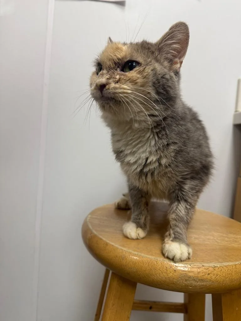 An adult medium-sized female Domestic Short Hair cat named Hammerhead for adoption in Hartsville, SC