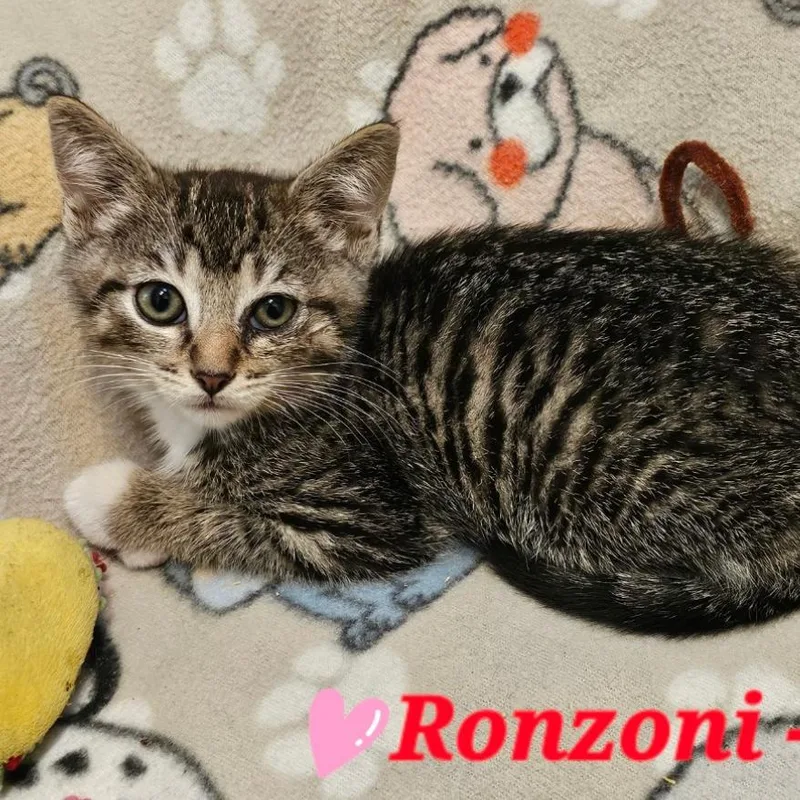 A baby small-sized female Brown / Chocolate Domestic Short Hair cat named Ronzoni for adoption in Westminster, CA