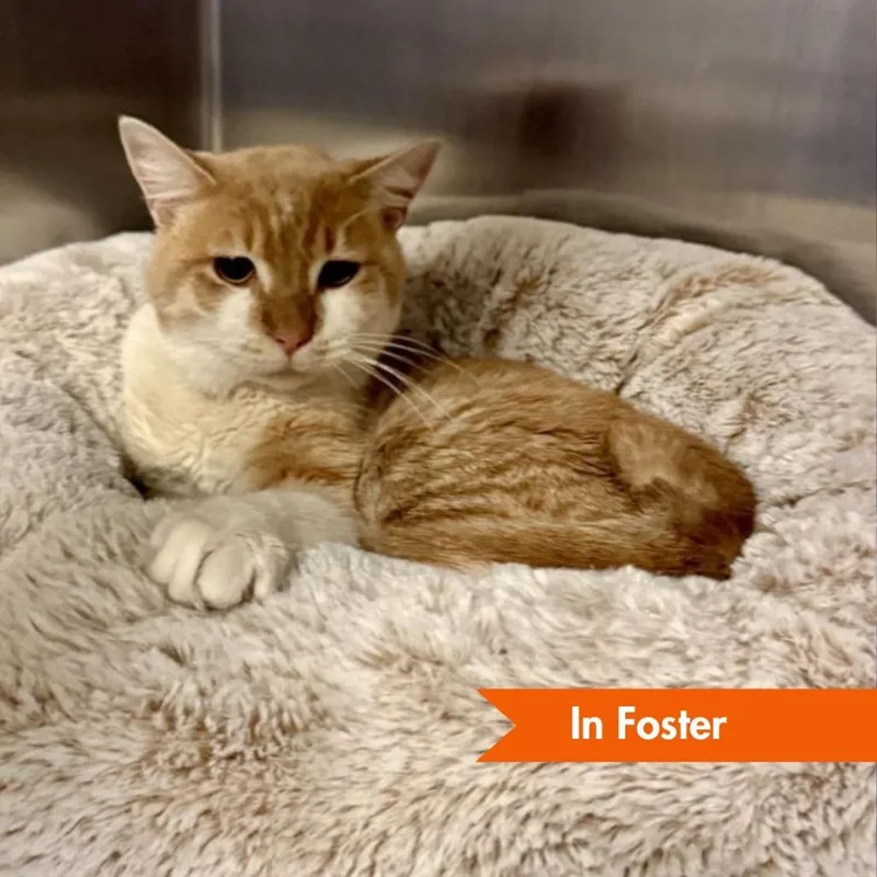 An adult medium-sized male White Domestic Short Hair cat named Little Buddy Ii for adoption in Baltimore, MD