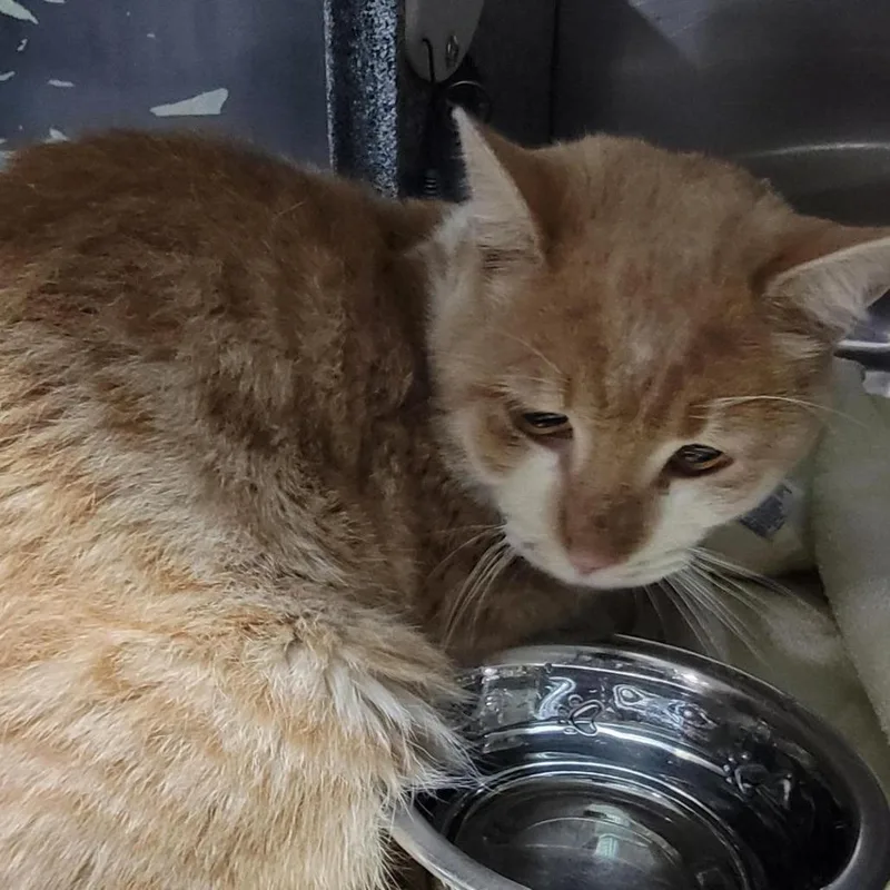 Little Buddy Ii thumbnail 2