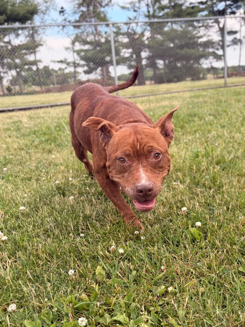 An adult medium-sized female Pit Bull Terrier dog named Mavis for adoption in Jefferson, WI
