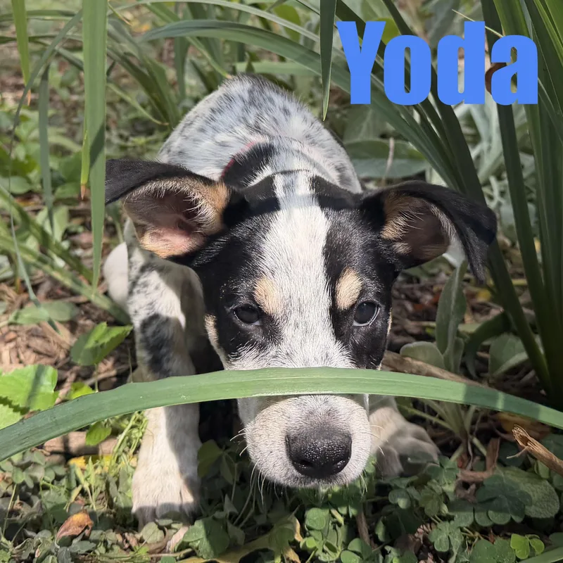 Yoda