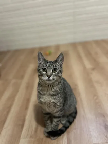 A young small-sized male Domestic Short Hair cat named Bilbo for adoption in Beatrice, NE