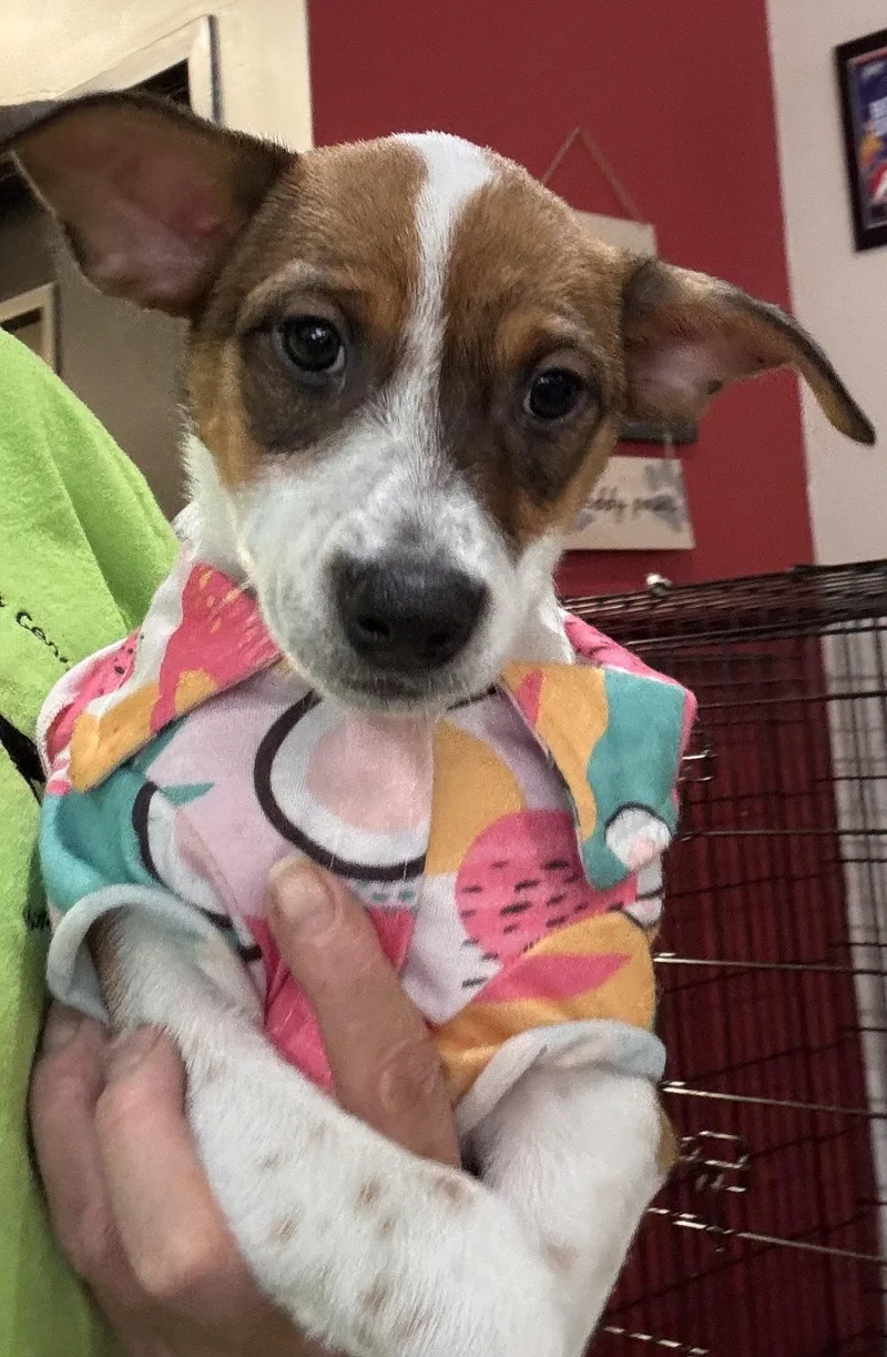 A baby small-sized female Jack Russell Terrier dog named Freddy FH for adoption in Sanford, FL