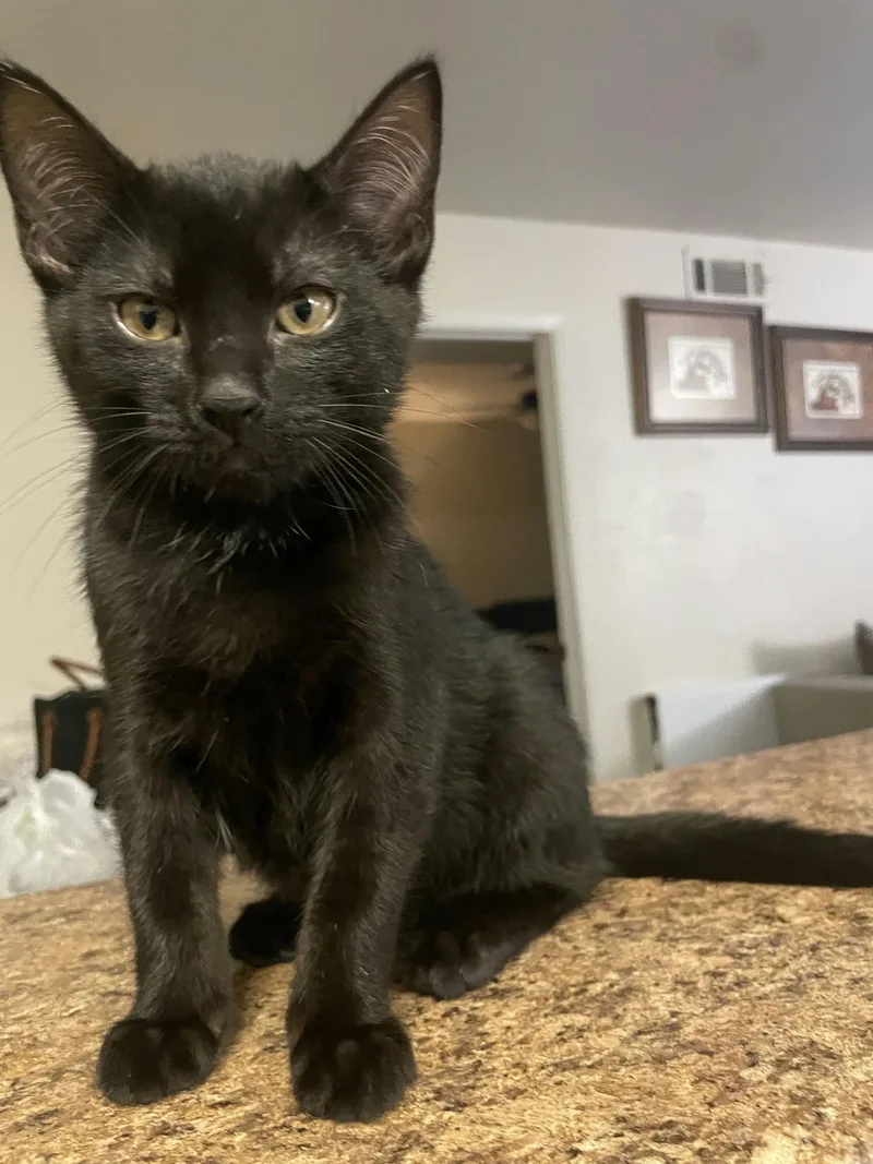 A baby medium-sized male Black Domestic Short Hair cat named Bandido for adoption in Houston, TX