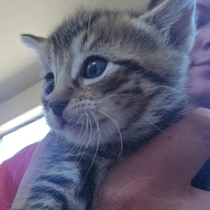 A baby small-sized female Black Domestic Short Hair cat named Clip for adoption in Klamath Falls, OR