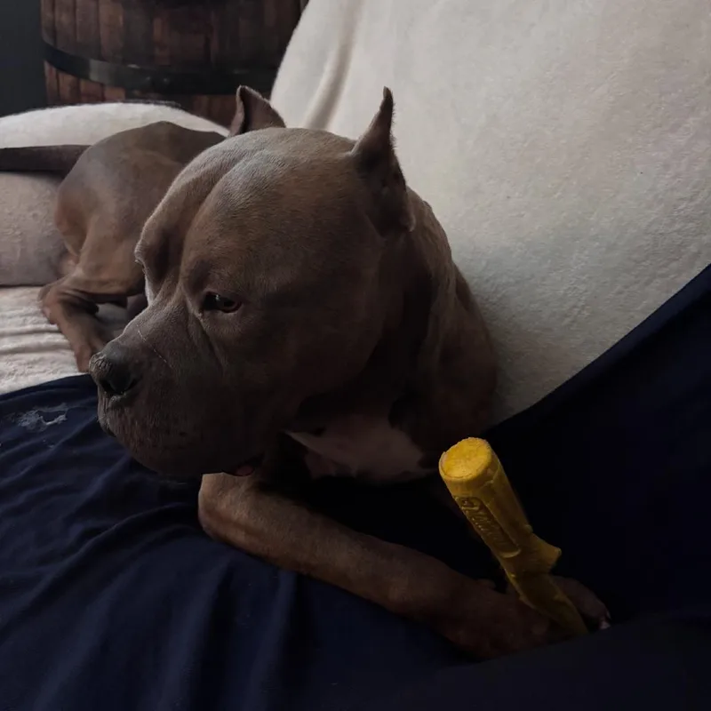 An adult large-sized male Brindle Cane Corso dog named Cantaloupe for adoption in manchester, PA