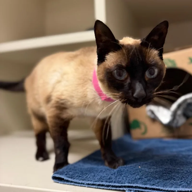 A senior medium-sized female Siamese cat named Phoebe for adoption in Fairport, NY