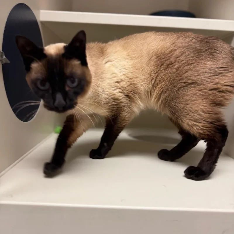 Phoebe thumbnail 3