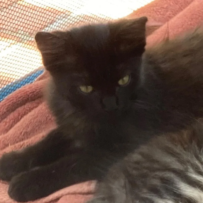A baby small-sized female Black Domestic Long Hair cat named Podo for adoption in Long Beach, CA