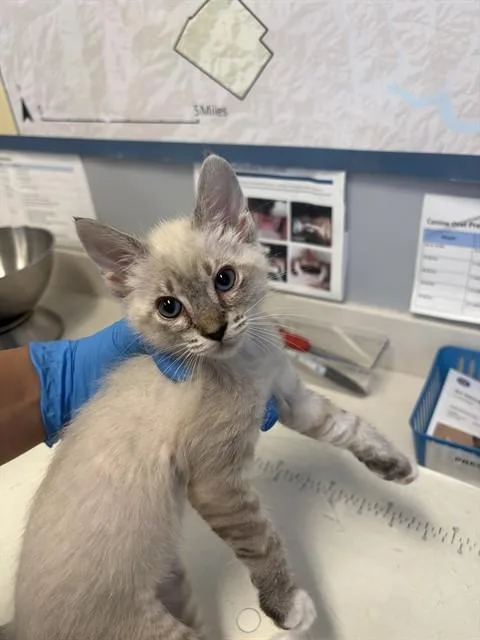 A baby small-sized female Domestic Short Hair cat named Wingstop for adoption in San Jose, CA