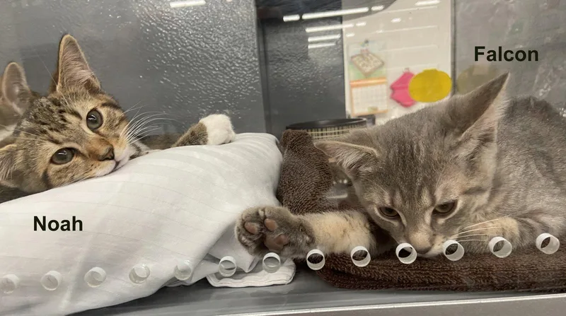 A baby medium-sized male Tabby cat named Noahc for adoption in Greenville, DE