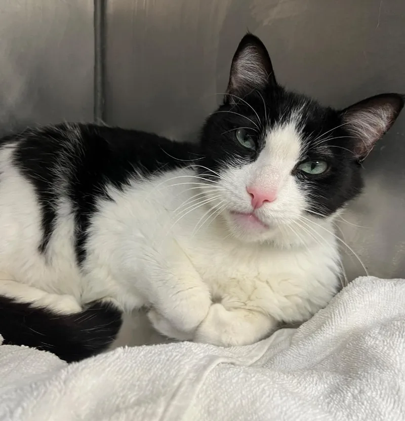 An adult large-sized male Domestic Short Hair cat named Bandit for adoption in Little Rock, AR