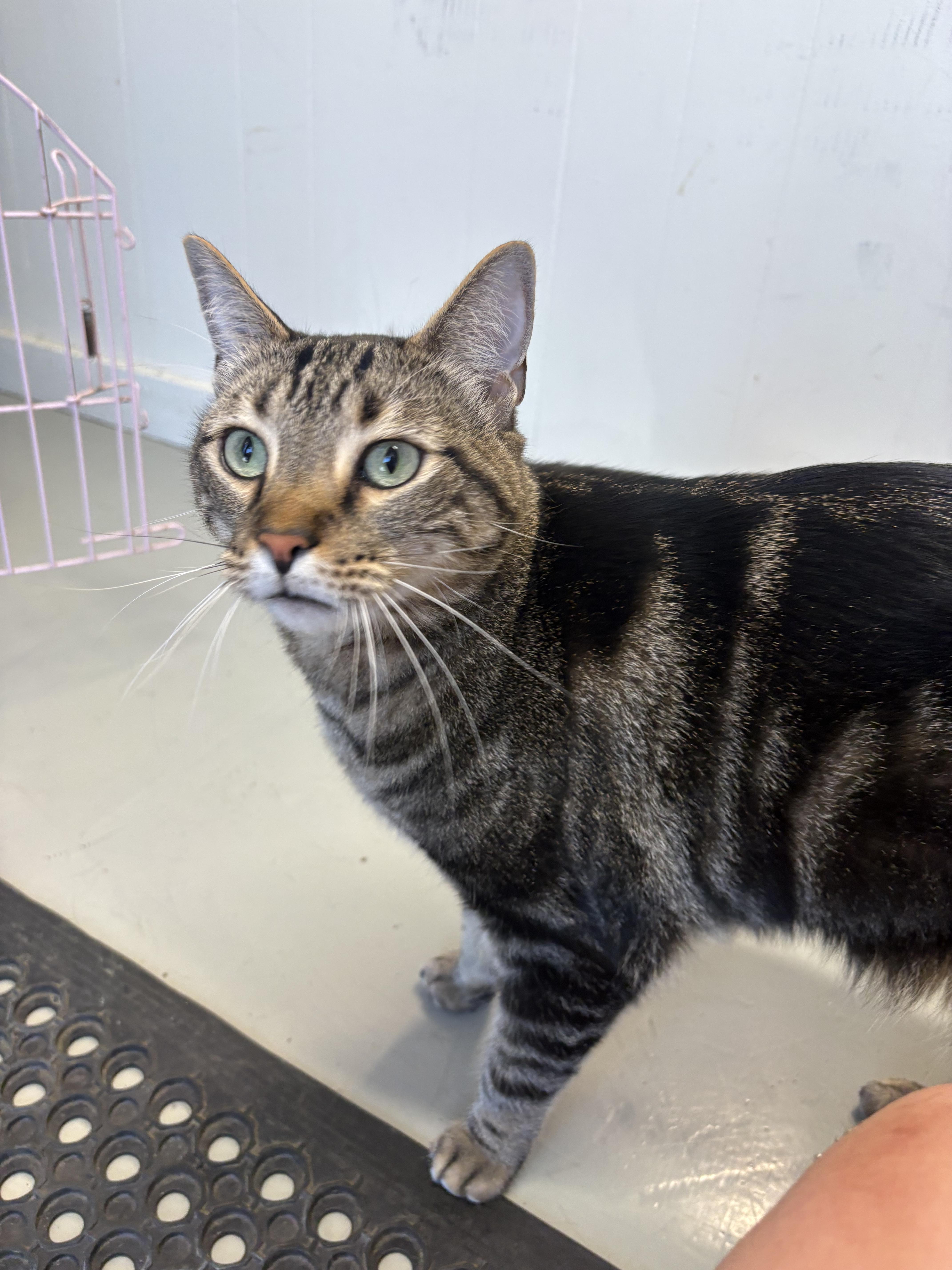 An adult large-sized male Tabby (Gray / Blue / Silver) Domestic Short Hair cat named Cookie Dough for adoption in Plano, TX