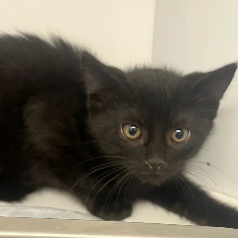 A baby small-sized male Domestic Short Hair cat named Roman Candle for adoption in Manassas, VA