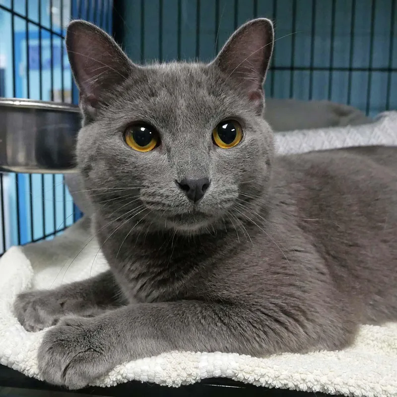 A young small-sized male Gray / Blue / Silver Russian Blue cat named Paddy for adoption in Bloomingdale, NJ