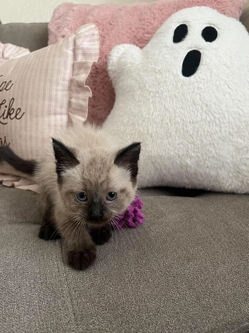 A baby medium-sized female Siamese cat named Sabrina for adoption in Lodi, CA