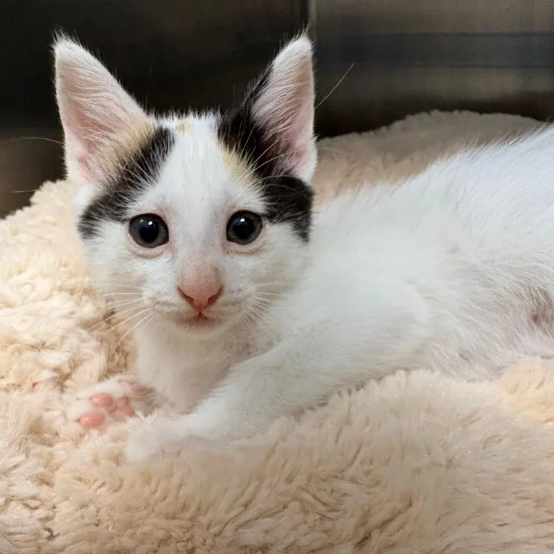 A baby small-sized female White Domestic Short Hair cat named Daisy for adoption in West Palm Beach, FL
