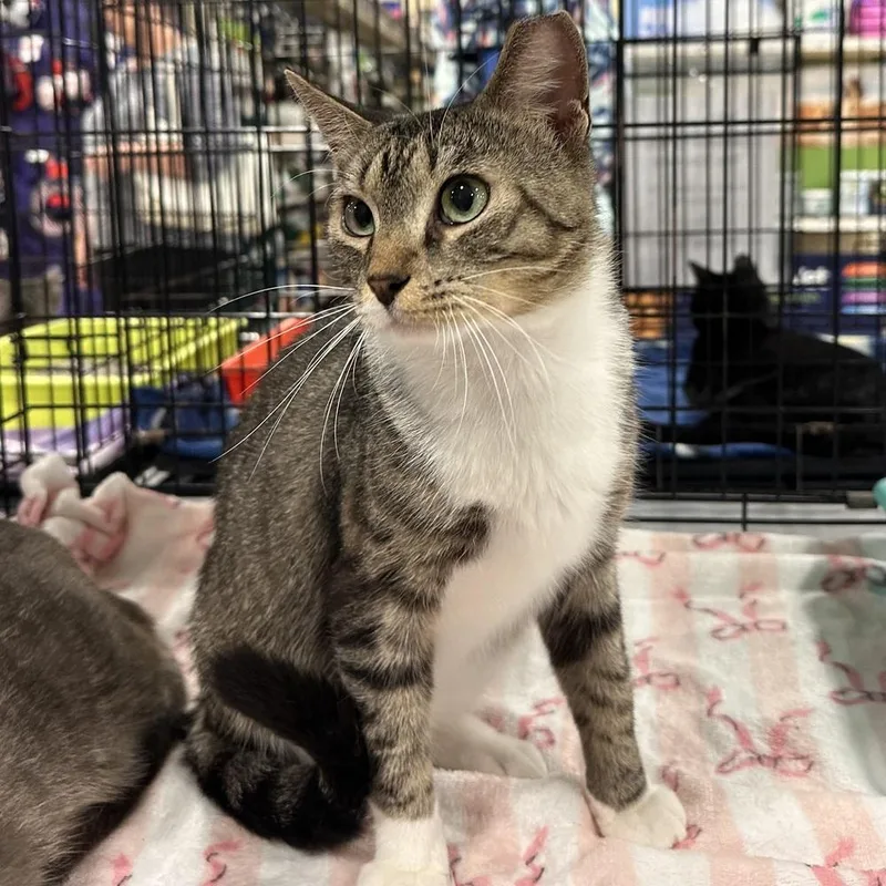 An adult medium-sized male Domestic Short Hair cat named Thomas for adoption in Panama City Beach, FL