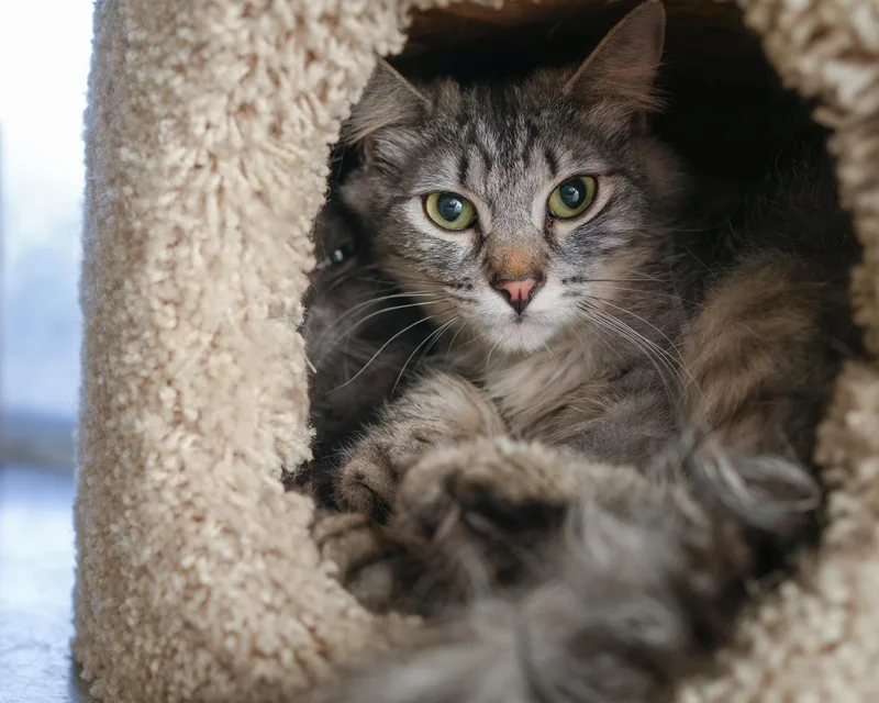 An adult medium-sized male Tabby (Gray / Blue / Silver) Domestic Medium Hair cat named Niko for adoption in Boise, ID