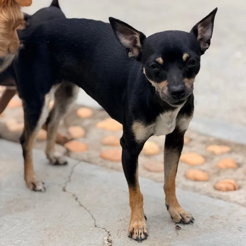 A young small-sized female Black Chihuahua dog named Jenny for adoption in Manvel, TX