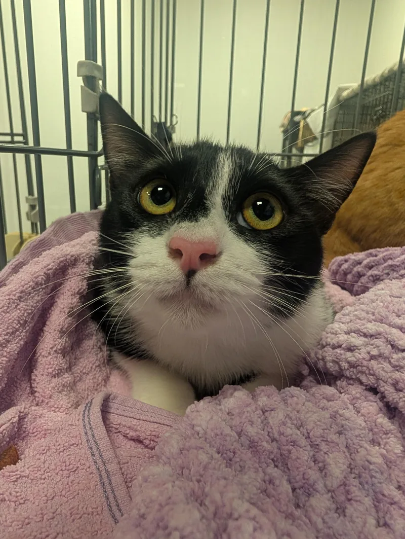 A baby medium-sized male Black & White / Tuxedo Domestic Short Hair cat named Williston & Winooski for adoption in Palm Harbor, FL