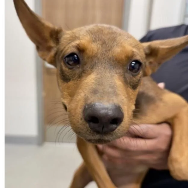A baby small-sized female Jack Russell Terrier dog named FWT Elise for adoption in Midland, TX