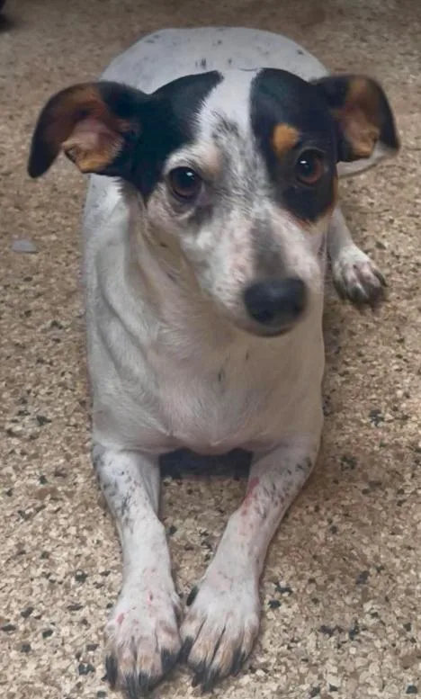 A young small-sized female Rat Terrier dog named Daisy In Tx for adoption in Cranston, RI