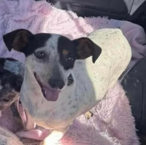 Daisy In Tx thumbnail 2