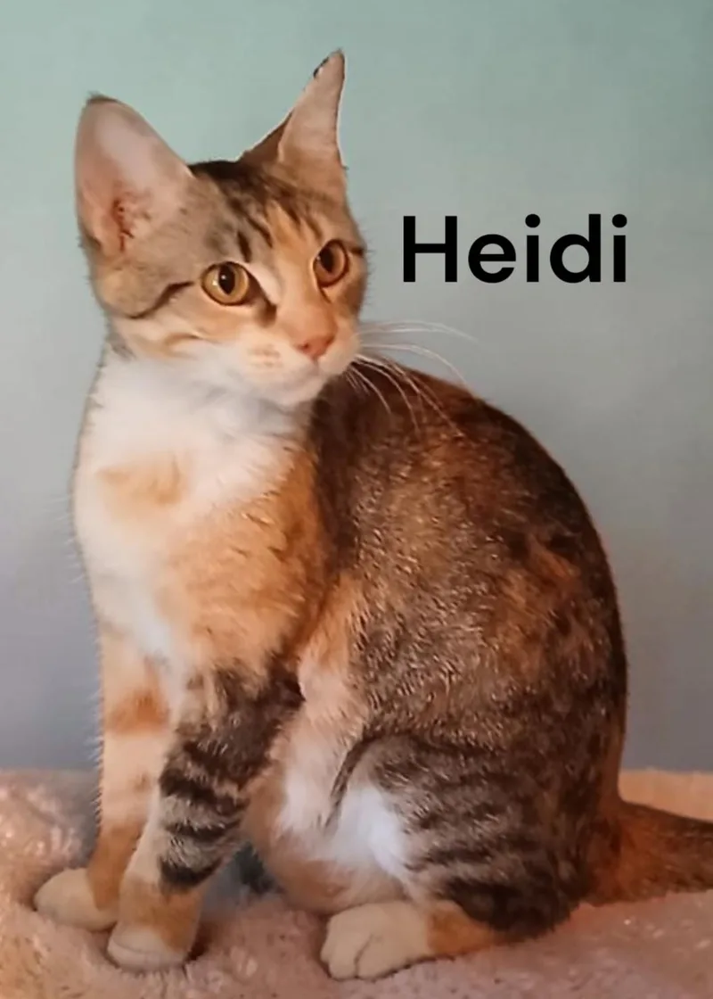 A young medium-sized female Calico cat named Heidi for adoption in Weems, VA