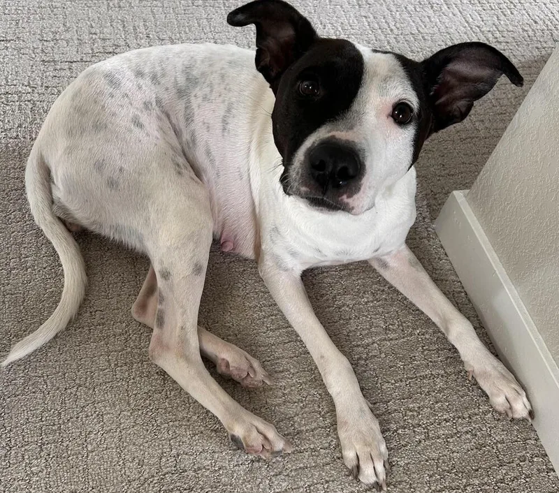 An adult medium-sized female Tricolor (Brown, Black, & White) Labrador Retriever dog named Domino for adoption in Sedalia, CO
