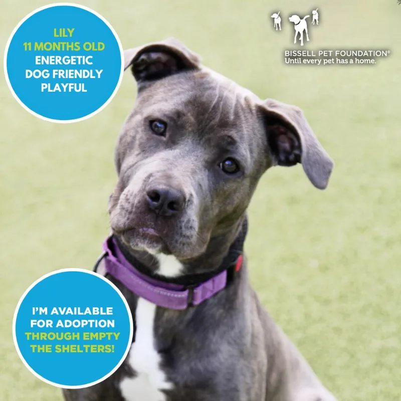 A young medium-sized female Gray / Blue / Silver Terrier dog named Lily for adoption in Mooresville, NC