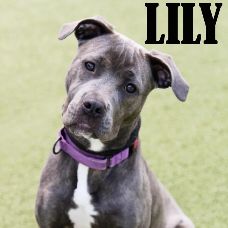 Lily thumbnail 4